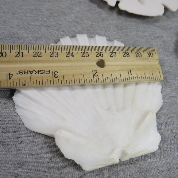 Sea Shell Sand Dollars REAL Large 4" and large white shell 4" Coastal White - Picture 8 of 9